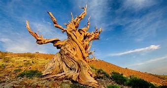 Image result for 8000 Year Old Tree