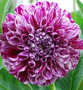 Image result for Dahlia Marble Ball