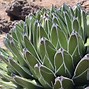 Image result for Cactus in Texas