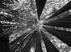 Image result for Black and White Forest Photography