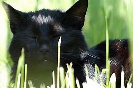 Image result for Black Cat Grass