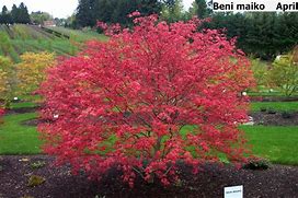 Image result for Acer palmatum Beni-maiko