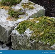 Image result for Moss On Stone