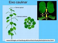 Image result for caulinar