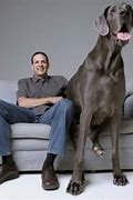 Image result for World Big Dog