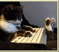 Image result for Funny Cat Working Meme