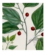 Image result for Sugarberry Clip Art