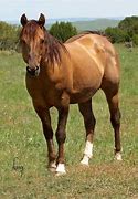 Image result for Red Dun Paint Horse