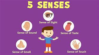 Image result for 5 Senses of Human