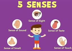 Image result for What Are 5 Senses of the Body