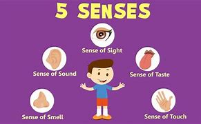 Image result for 5 Senses Stem