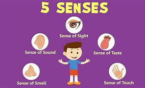 Image result for What Are the Five Senses of the Human Body