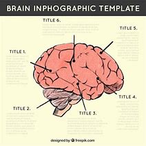 Image result for Brain Part Infographic
