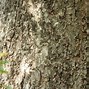 Image result for Syzygium Ngheanense