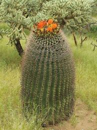 Image result for Arizona Barrel Cactus