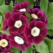 Image result for Primula auricula Wincha