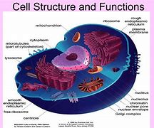 Image result for Strongest Cellular Structure
