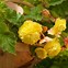 Begonia Marmorata 的图像结果