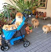 Image result for Small Dog Breeds Funny