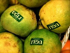 Image result for Ugli Fruit