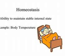 Image result for homeoxtasis