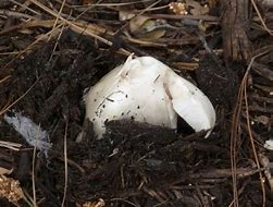Image result for agaric�cei