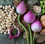 Image result for Fresh Lotus Seed