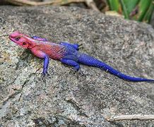 Image result for Lizard with Red Head