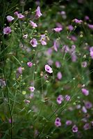 Image result for Althaea cannabina