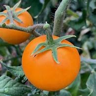 Image result for Orange Tomato Varieties