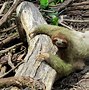Image result for Sloth Green Algae