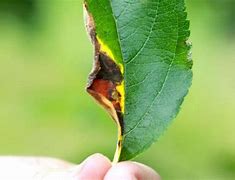 Image result for Apple Tree Yellow Leaves