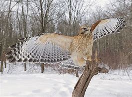 Image result for Buteo lineatus
