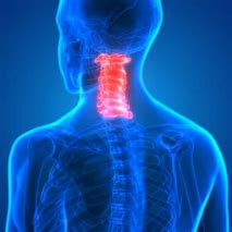 Image result for Picture of Cervical Spine Anatomy