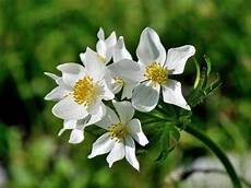 nomi di fiori bianchi scheda fiori bianchi cinque petali nomi di fiori bianchi scheda fiori bianchi cinque petali