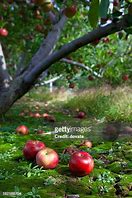 Image result for Apple Falling Down to Ground