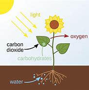 Image result for Photosynthesis
