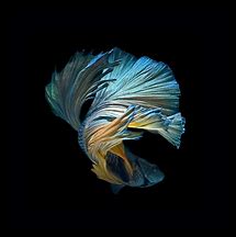 Image result for iPhone 6s Wallpaper Free
