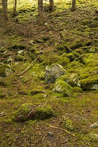 Image result for Mossy Rocks Overhead