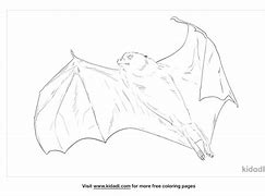 Image result for Little Red Flying Fox Bat