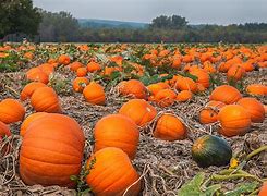 Image result for Pumpkin Picking Field