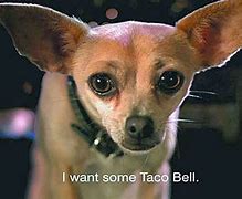 Image result for Taco Bell Dog Commercial