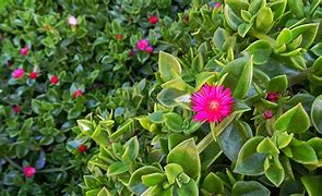 Image result for ice plant
