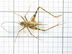 Image result for Mammoth Cave Cricket