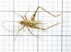 Image result for Cave Cricket Insect