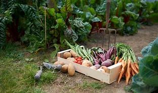 Image result for Grow and Pick Your Own