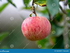 Image result for Pink Apple Background