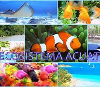 Image result for ecosistema
