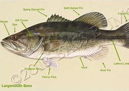 Image result for Bass Fish Anatomy