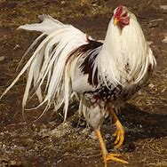 Image result for Yokohama Chicken Breeds